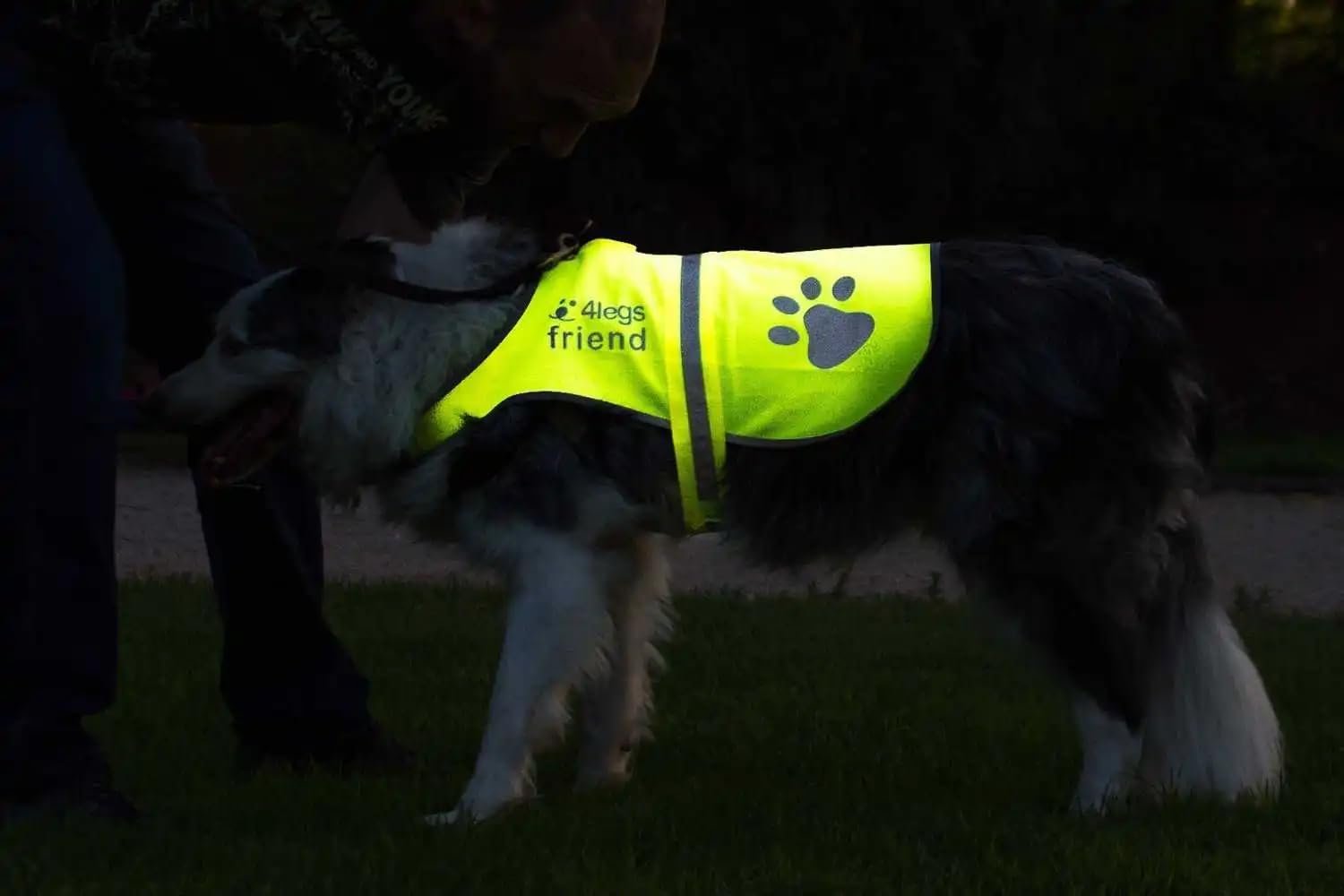 You are currently viewing Reflective dog vest
